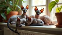 Group of Sphynx cats in gray, beige, and black lounging on a sunlit windowsill.